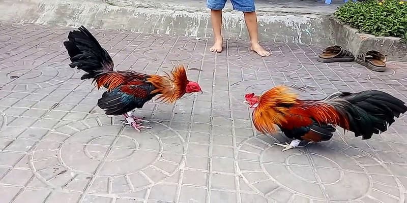 Cách thức tham gia và chiến thuật hiệu quả trong đá gà cựa sắt thomo