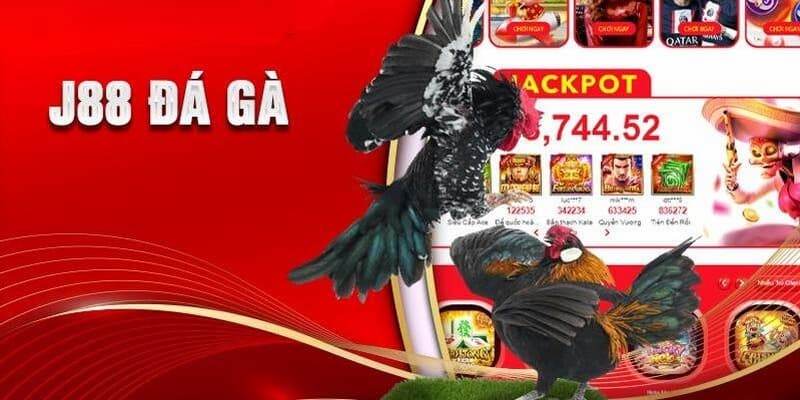 Luật chơi đá gà J88 chi tiết cho người mới