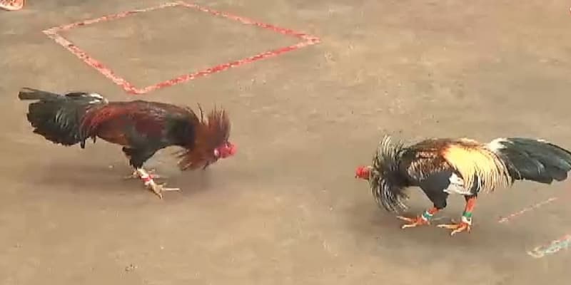 Tổng quan về đá gà cựa sắt thomo